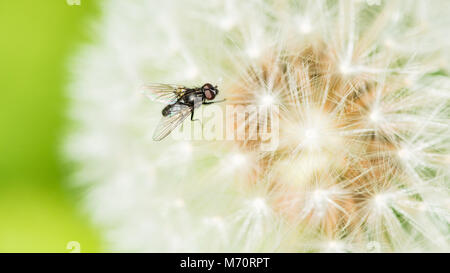 A macro shot of a very small fly resting on the seeds of a dandelion. Stock Photo