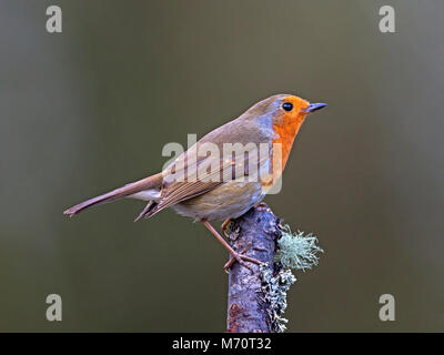 European robin perched on tree branch Stock Photo