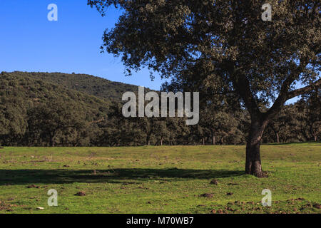 The holm oak Stock Photo