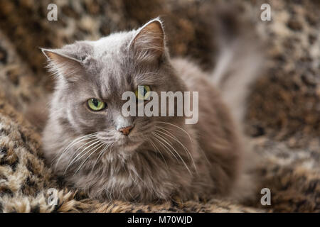 Grey silver long-haired cat with green eyes.. Stock Photo