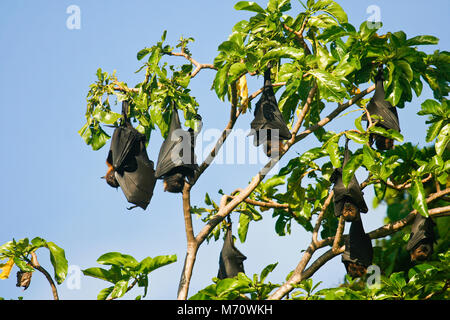 Large flying fox, Pteropus tonganus. Ha'apai islands. Tonga. Polynesia Stock Photo