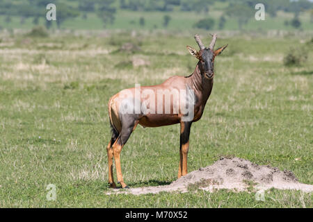 Topi (Damaliscus lunatus jimela) standing by a termite mound, Grumeti Game Reserve, Tanzania Stock Photo