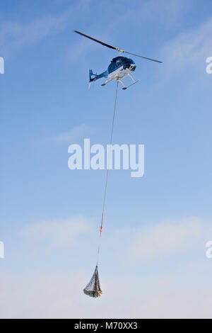 01874-11811 Helicopter lifting Polar Bear (Ursus maritimus) from Polar Bear Compound, Churchill MB Stock Photo