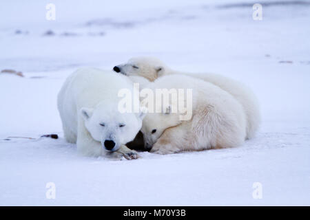 01874-12707 Polar bears (Ursus maritimus)  mother and 2 cubs  in winter, Churchill Wildlife Management Area, Churchill, MB Canada Stock Photo