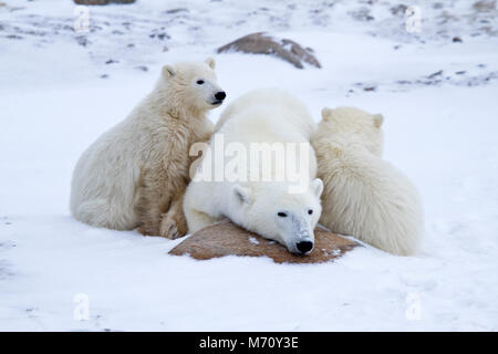 01874-12709 Polar bears (Ursus maritimus)  mother and 2 cubs  in winter, Churchill Wildlife Management Area, Churchill, MB Canada Stock Photo