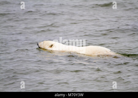 01874-12801 Polar bear (Ursus maritimus) swimming in Hudson Bay in winter, Churchill Wildlife Management Area, Churchill, MB Canada Stock Photo