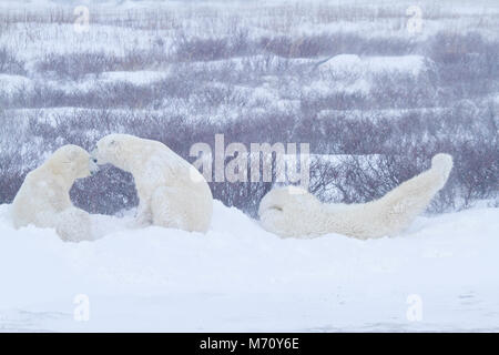 01874-13210 Polar Bears (Ursus maritimus) during snowstorm Churchill Wildlife Management Area, Churchill, MB Stock Photo