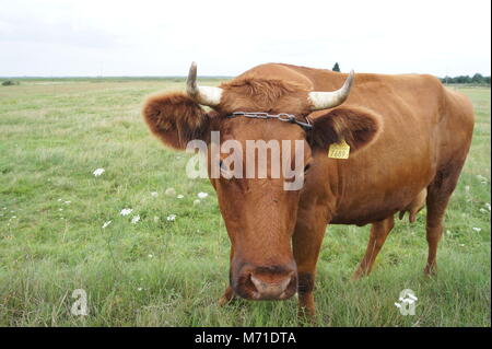 Polish red cow in a pasture, close-up Stock Photo