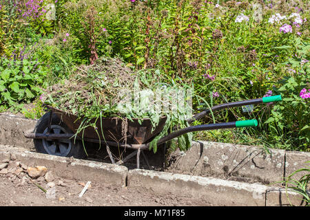 Wheelbarrow full of weeds, garden weeding plants on compost Stock Photo