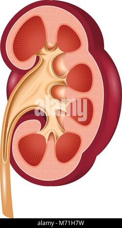 Kidney anatomical cut - human organ in section Stock Vector