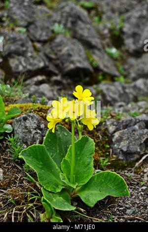 Primula auricula or mountain cowslip  on Schneeberg in Austria Stock Photo