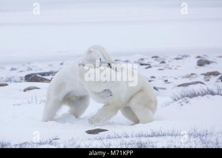01874-14113 Polar Bears (Ursus maritimus) sparring in Churchill Wildlife Management Area, Churchill, MB Canada Stock Photo