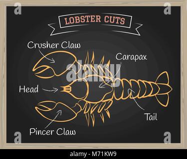 Chalkboard with a diagram of butchering Lobster. Vector illustration. Stock Vector