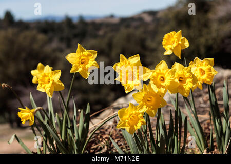 Group of bright yellow spring Easter daffodils blooming outside in springtime in rural countryside Stock Photo