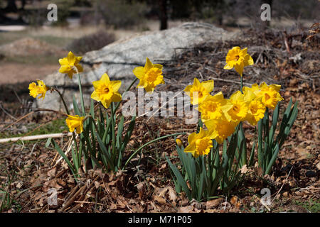 Group of bright yellow spring Easter daffodils blooming outside in springtime in rural countryside Stock Photo