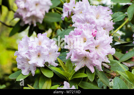 Rhododendron flowers in full bloom at the Crystal Springs Rhododendron Garden.  Portland, Oregon Stock Photo