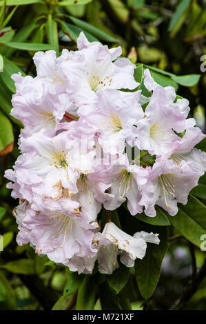 Rhododendron flowers in full bloom at the Crystal Springs Rhododendron Garden.  Portland, Oregon Stock Photo