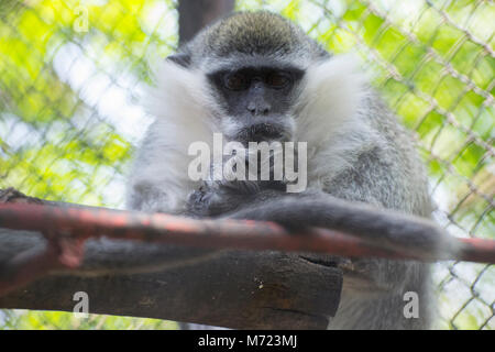 Monkey in zoo Stock Photo