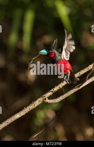 Black and Red Broadbill (Cymbirhynchus macrorhynchos) in flight Stock Photo