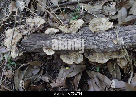 Fungus on dead wood Stock Photo