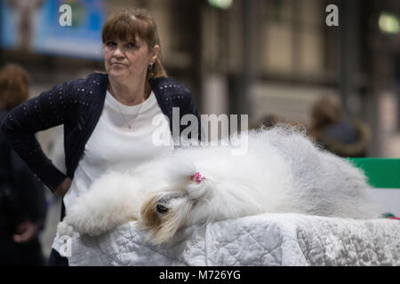 An Old English Sheep dog lays on a table during the first day of Crufts 2018 at the NEC in Birmingham. Stock Photo