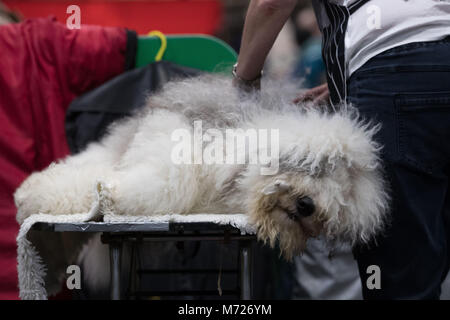 An Old English Sheep dog lays on a table during the first day of Crufts 2018 at the NEC in Birmingham. Stock Photo