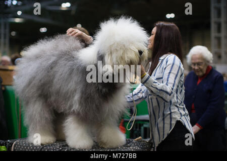 Awoman grooms an Old English Sheep dog during the first day of Crufts 2018 at the NEC in Birmingham. Stock Photo