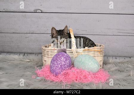 Easter portrait of a Tabby cat in an Easter basket Stock Photo