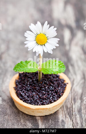 Homemade  chocolate caramel tartlet with poppy seeds and sugar. Creative garnish with real daisy and mint leaves. Stock Photo