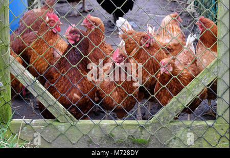 chickens waiting to be fed in allotment Stock Photo