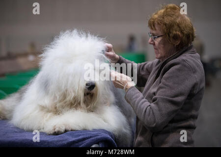 Merlin an Old English Sheep dog is groomed by his owner, during the first day of Crufts 2018 at the NEC in Birmingham. Stock Photo