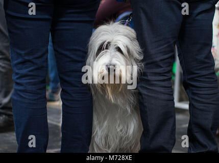 Merlin an Old English Sheep dog during the first day of Crufts 2018 at the NEC in Birmingham. Stock Photo