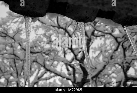 Icicles, dripping from the edge of roof tiles in the deep mid winter. Stock Photo