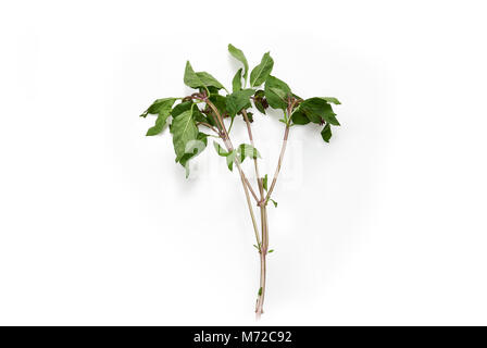 Fresh Thai basil isolated on white background Stock Photo