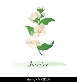 Colorful watercolor texture vector botanic garden flower jasmine Stock Vector