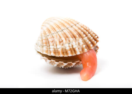 A rough Cockle-Acanthocardia tuberculata-washed up at Studland Bay Dorset UK GB 7.3.18 following Storm Emma. It’s orange ‘foot’ can be seen extended. Stock Photo