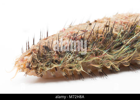 A sea mouse-Aphrodita aculeata washed up following storm Emma March 7 2018. The sea mouse is a type of marine worm. Studland Dorset UK GB Stock Photo