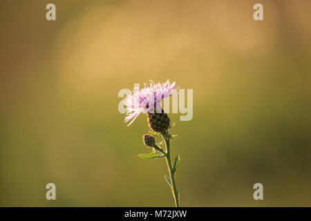 Pink Silybum marianum Stock Photo