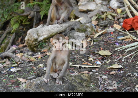 Awesome snap of small kid monkey that sitting on a stone & looking towards camera with curiosity. Stock Photo