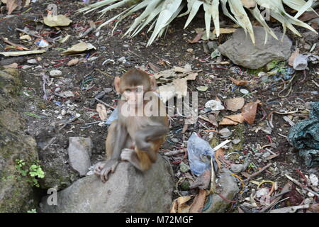 Awesome snap of small kid monkey that sitting on a stone & looking towards camera with curiosity. Stock Photo