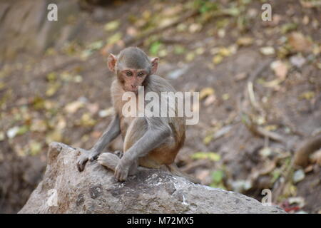 Awesome snap of small kid monkey that sitting on a stone & keep busy himself by doing small activity like eating some food, see around him. Stock Photo