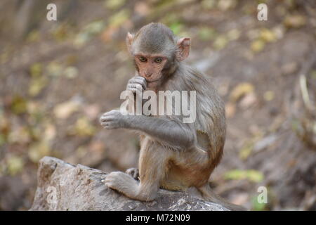 Awesome snap of small kid monkey that sitting on a stone & keep busy himself by doing small activity like eating some food, see around him. Stock Photo