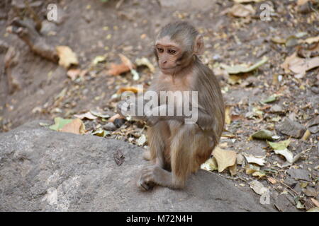 Awesome snap of small kid monkey that sitting on a stone & keep busy himself by doing small activity like eating some food, see around him. Stock Photo