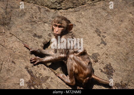 Awesome looking of a monkey playing near a water pool. He cling on big straight  stone after bath & enjoying there. Stock Photo