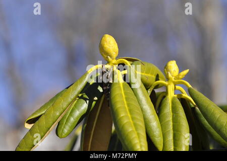 Closeup on buds on a Rhododendron bush in early spring Stock Photo
