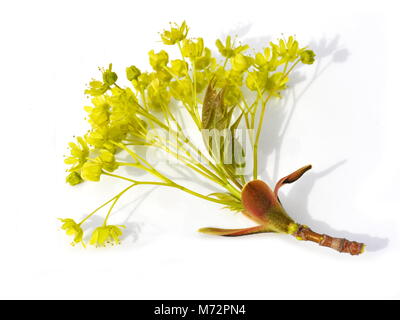 Maple flowers on a white background Stock Photo