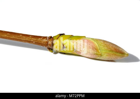 Bud from maple tree isolated on white background Stock Photo