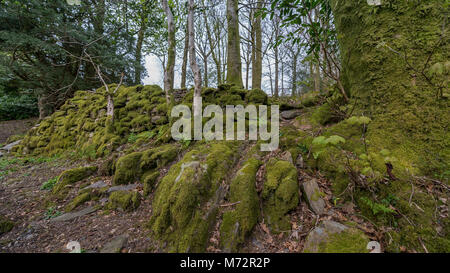 Moss Covered Tree Roots in the Lake District Stock Photo