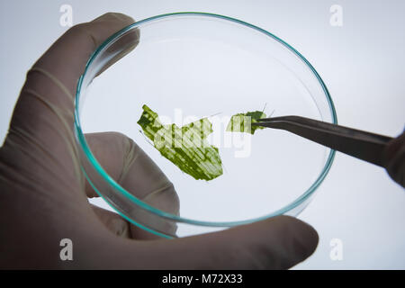 Scientists are experimenting in the lab. Stock Photo