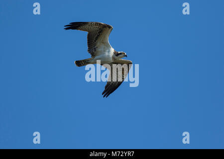 Juvenile Osprey (Pandion haliaetus) in flight Stock Photo